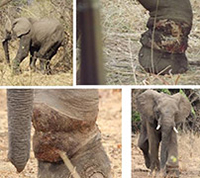 River Club Elephant Protection - Victoria Falls Conservation