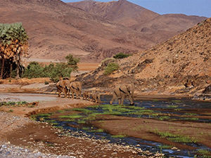 Elephants in the Skeleton Coast - Luxury Namibia Safaris