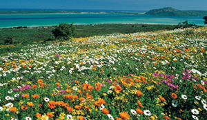 Luxury Cape Town - Colorful South African Fields