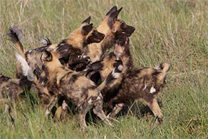 Wild Dogs of the Linyanti, Botswana - Luxury Chobe Safaris