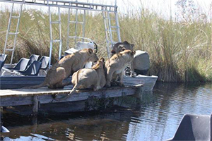 Boarding Lions at Kwando - Luxury Chobe Park Safaris