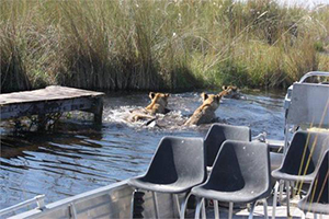 Departing Lions at Kwando - Luxury Chobe Park Safaris