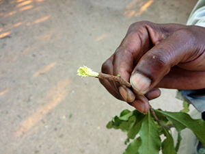 Bush Medicine - Luxury Safari Destination Kruger Park