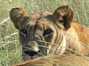 Lion Cub Birth at Shumba Camp - Luxury Zambia Safaris