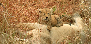 MalaMala Wildlife - Luxury Kruger Park Safaris