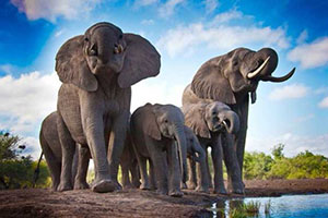 Luxury Botswana Safaris - Mashatu Safari Photography
