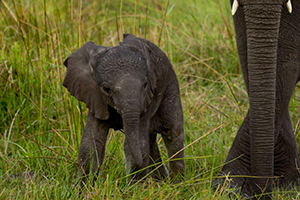 Elephant Herds Thrive at Abu Camp in Botswana - Luxury Okavango Delta Safaris
