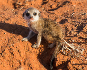 Southern Kalahari Wildlife Photography - Luxury African Safari