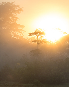 Rainforest Photography Conditions - Luxury Odzala Safaris