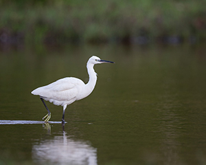 Luxury Odzala Safaris - Rainforest Photography in the Congo