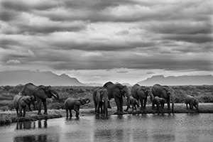 Elephants Drinking at Camp Jabulani - Luxury South African Safari Photography