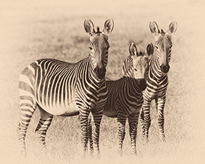 Luxury Southern African Safaris - Zebra Group
