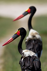 Luxury Botswana Safaris - Abundant Birdlife of the Okavango Delta