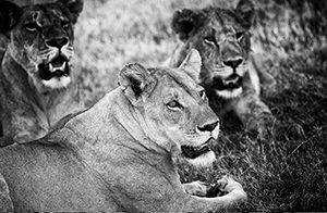 Luxury Southern African Safaris - Lionesses of the Pride