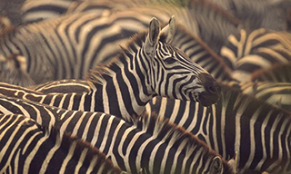Zebra Herd in Botswana - Luxury Makgadikgadi Safari