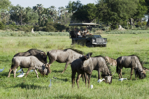 Luxury African Safaris - Canvas-Top Safari Vehicle