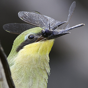 Birdlife in Botswana - Luxury Botswana Safaris