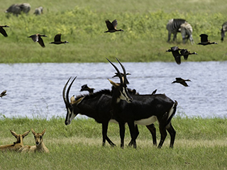 Botswana Sable Conservation - Luxury Okavango Delta Safaris