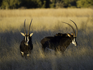 Luxury Botswana Safaris - Sable Conservation