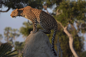 Wildlife Sightings - Luxury African Safaris