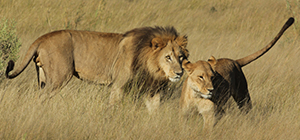 Lion Sightings - Luxury African Safaris