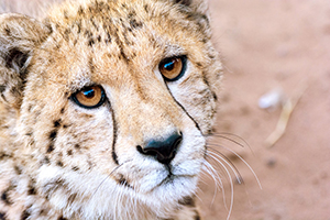 Luxury Southern African Safaris - Cheetah Viewing