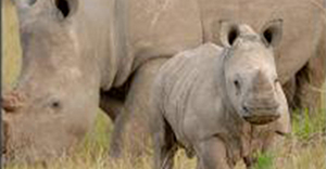 Rhino Month in South Africa - Rhino Translocation to the Okavango Delta