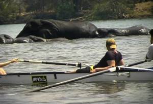 Rowing with Wildlife - The River Club, Zambia