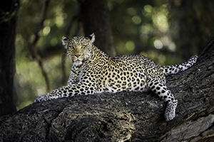 Summer Safari Specials - Luxury Botswana Safaris