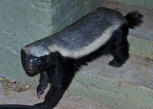 Honey Badger Sighting - Luxury South African Safaris