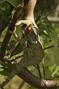 Boomslang Snake Sighting - Luxury Okavango Delta Safaris