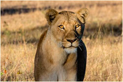 Luxury Kruger Park Safaris - Lion Prides in South Africa