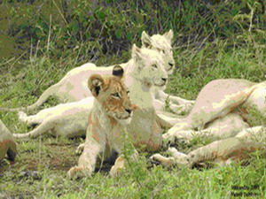 White Lions in the Timbavati, South Africa - Luxury Kruger Park Safaris