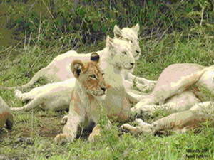 White Lions in the Timbavati, South Africa - Luxury Kruger Park Safaris
