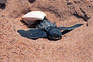 Luxury KwaZulu Natal Safaris - Turtle Season at Rocktail Beach Lodge