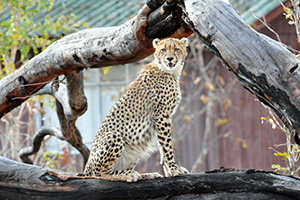 Cheetah Photography in Southern Africa