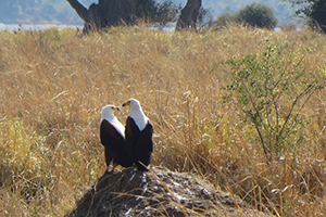 Safari Photography - Eagle Interaction