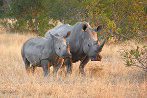 Rhino Photography in Southern Africa - Mother with Calf
