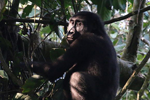 Safari Photography - Gorilla Closeup