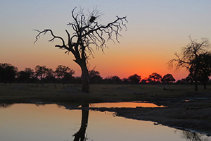 Safari Photography - Dramatic Sunsets on the Plains