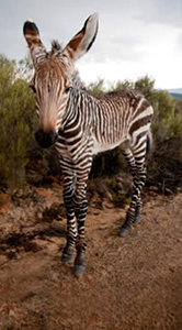 Luxury South Africa Safaris - Zebras in the Cederberg Mountains