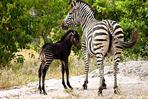 Luxury Botswana Safaris - Chocolate Zebra born in the Okavango Delta