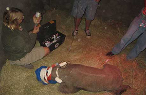 Baby Rhino Rescued by the HESC - Luxury South Africa Safaris