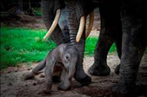 Newborn Elephant at Abu Camp - Luxury Okavango Safaris