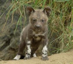 Wild Dogs on the Sabi Sands Reserve - Luxury South African Safaris