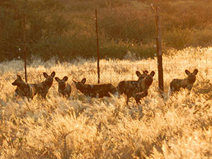 Wild Dogs at Tswalu - Luxury South Africa Safaris