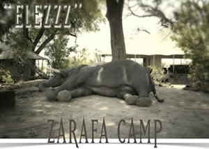 Unusual Elephant Sighting in Botswana - Zarafa Camp in the Chobe Park
