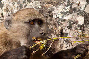 Luxury Cape Town Vacations - Wildlife in the Cape