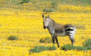 Zebra at Bushman's Kloof - Luxury South Africa Safaris