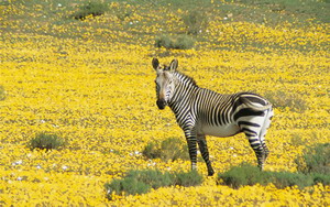 Luxury Bushman's Kloof Safaris - Flora in South Africa